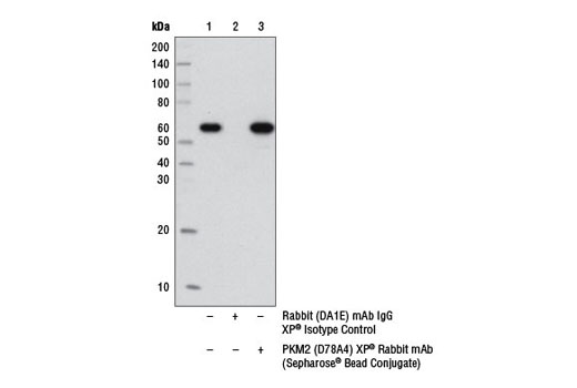 Immunoprecipitation Image 1: PKM2 (D78A4) XP® Rabbit mAb (Sepharose® Bead Conjugate)