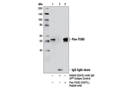 Immunoprecipitation Image 1: Pan-TEAD (D3F7L) Rabbit mAb