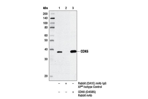  Image 15: CDK Antibody Sampler Kit