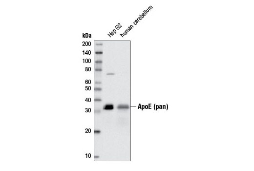  Image 8: ApoE Synaptic Formation and Signaling Pathway Antibody Sampler Kit