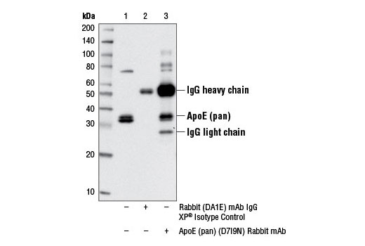  Image 26: ApoE Synaptic Formation and Signaling Pathway Antibody Sampler Kit