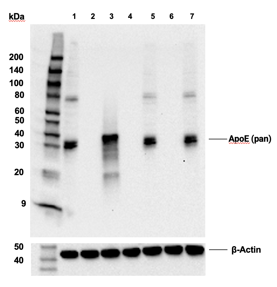  Image 55: ApoE Synaptic Formation and Signaling Pathway Antibody Sampler Kit