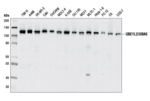 Western Blotting Image 1: UBE1L2/UBA6 Antibody