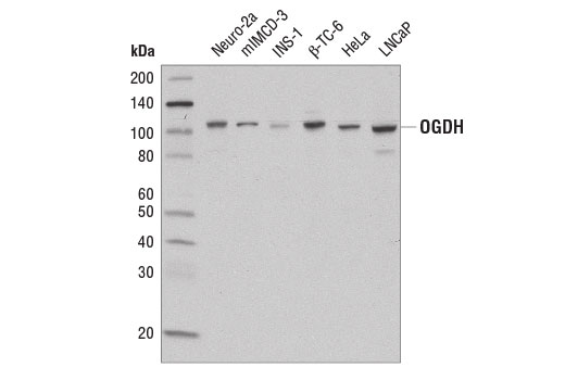 Western Blotting Image 1: OGDH Antibody