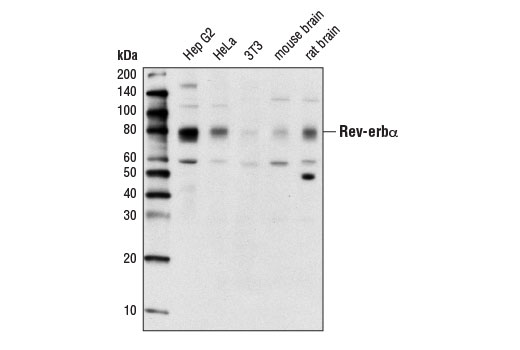 Western Blotting Image 1: Rev-Erbα (E1Y6D) Rabbit mAb