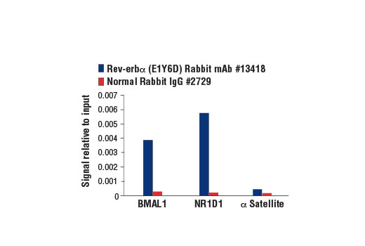 Chromatin Immunoprecipitation Image 1: Rev-Erbα (E1Y6D) Rabbit mAb