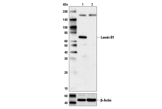 Western Blotting Image 1: Lamin B1 (D9V6H) Rabbit mAb