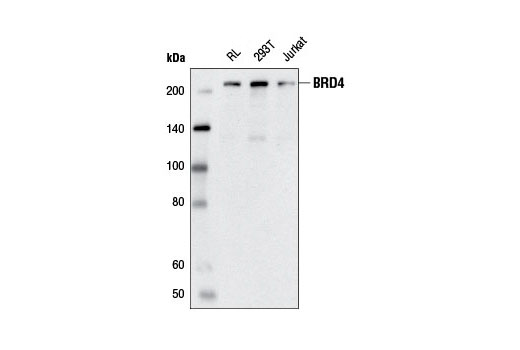  Image 5: BRD4 Antibody Sampler Kit