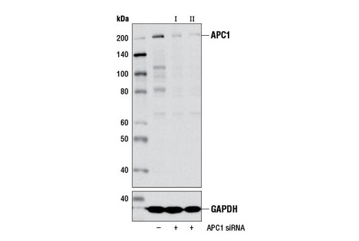  Image 1: SignalSilence® APC1 siRNA I
