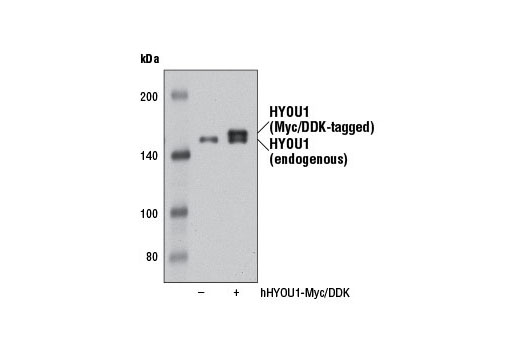 Western Blotting Image 2: HYOU1 Antibody