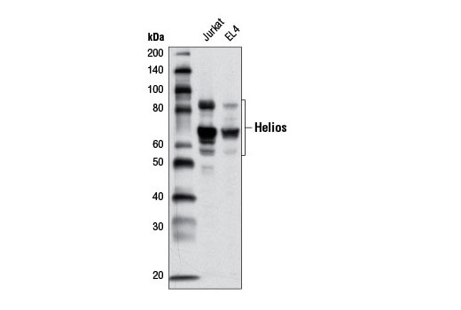 Western Blotting Image 1: Helios Antibody