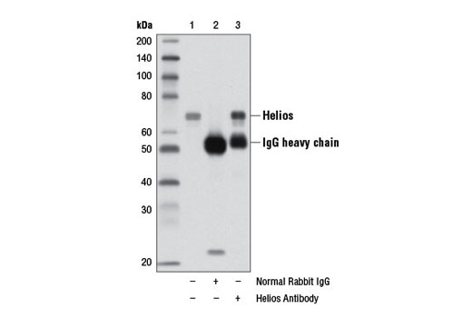 Immunoprecipitation Image 1: Helios Antibody