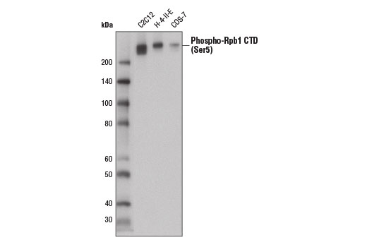  Image 7: Rpb1 CTD Antibody Sampler Kit