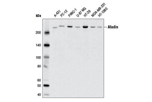  Image 3: Adherens Junction Antibody Sampler Kit