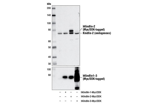 Western Blotting Image 2: Kindlin-2 Antibody