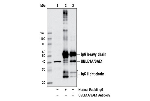 Immunoprecipitation Image 1: UBLE1A/SAE1 Antibody