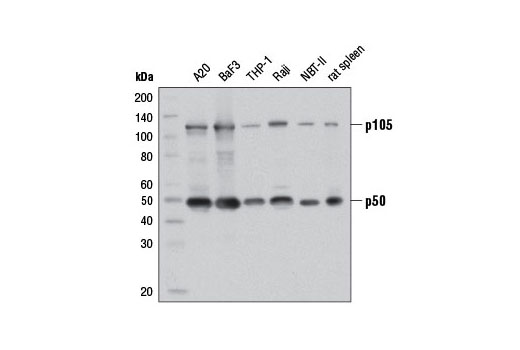  Image 8: NF-κB Family Antibody Sampler Kit II
