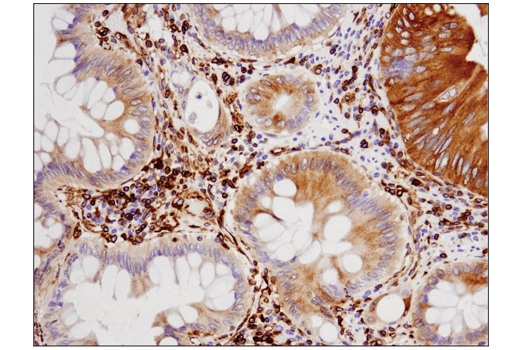 Immunohistochemistry Image 4: STING (D2P2F) Rabbit mAb
