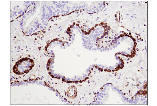 Immunohistochemistry Image 6: STING (D2P2F) Rabbit mAb