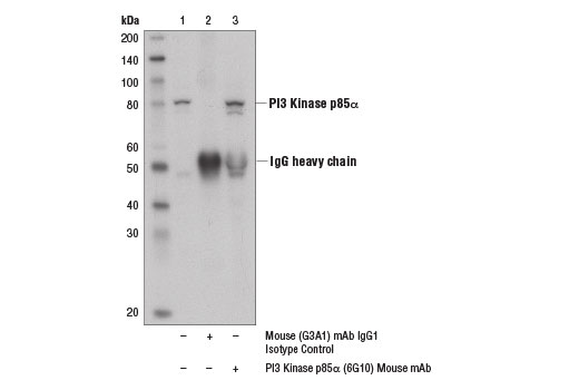 Immunoprecipitation Image 1: PI3 Kinase p85α (6G10) Mouse mAb