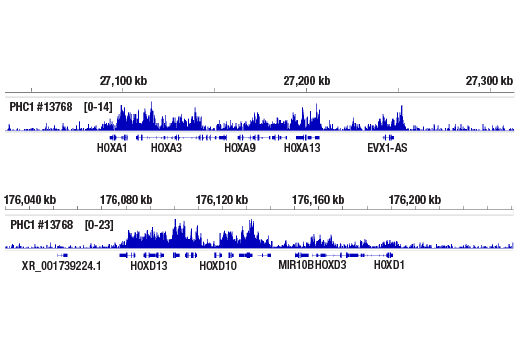 Chromatin Immunoprecipitation Image 2: PHC1 (1F3F3) Mouse mAb