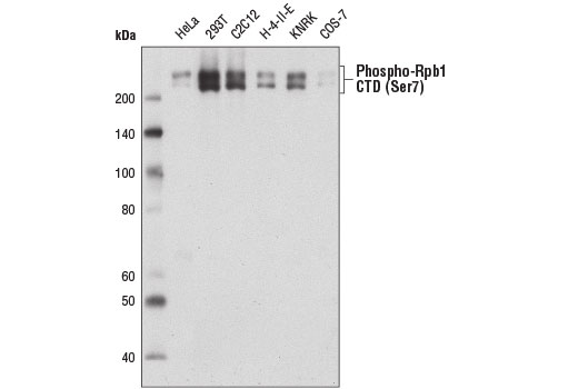 Western Blotting Image 1: Phospho-Rpb1 CTD (Ser7) (E2B6W) Rabbit mAb