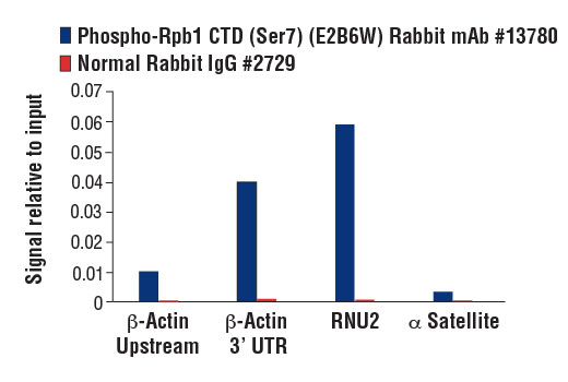 Chromatin Immunoprecipitation Image 3: Phospho-Rpb1 CTD (Ser7) (E2B6W) Rabbit mAb