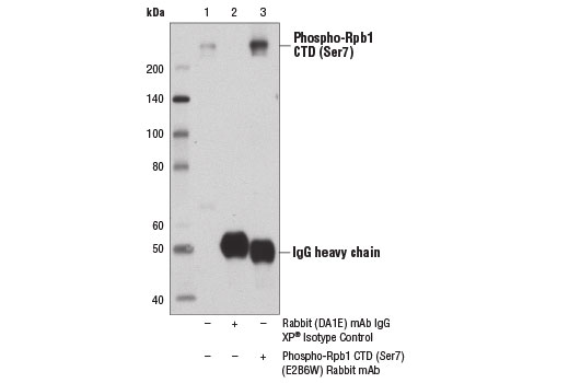 Immunoprecipitation Image 1: Phospho-Rpb1 CTD (Ser7) (E2B6W) Rabbit mAb