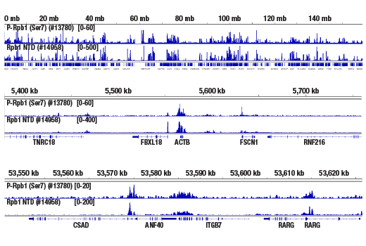 Chromatin Immunoprecipitation Image 2: Phospho-Rpb1 CTD (Ser7) (E2B6W) Rabbit mAb