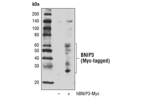 Western Blotting Image 2: BNIP3 Antibody