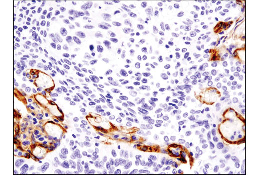 Immunohistochemistry Image 2: Thy1/CD90 (D3V8A) Rabbit mAb