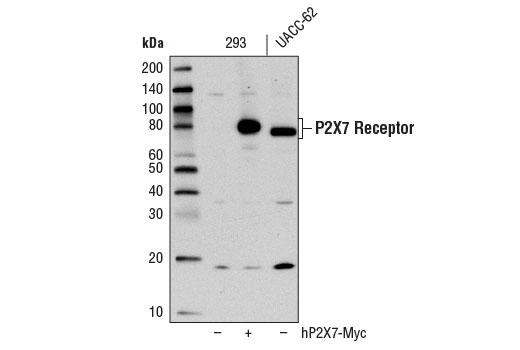 Western Blotting Image 1: P2X7 Receptor (E1E8T) Rabbit mAb