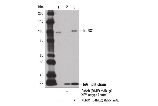 Immunoprecipitation Image 1: NLRX1 (D4M3Z) Rabbit mAb