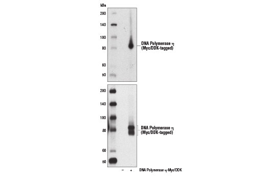 Western Blotting Image 1: DNA Polymerase η (E1I7T) Rabbit mAb