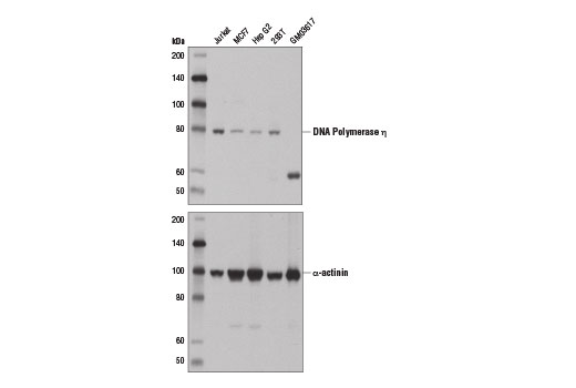 Western Blotting Image 2: DNA Polymerase η (E1I7T) Rabbit mAb