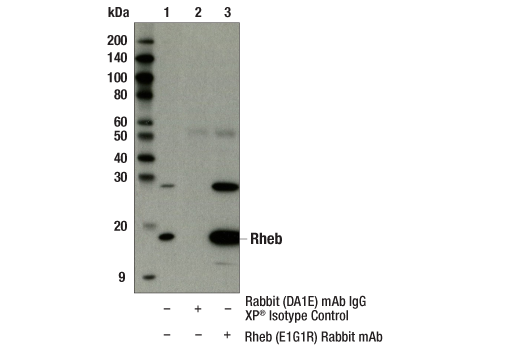 Immunoprecipitation Image 1: Rheb (E1G1R) Rabbit mAb