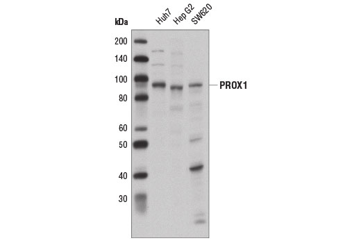 Western Blotting Image 1: PROX1 Antibody