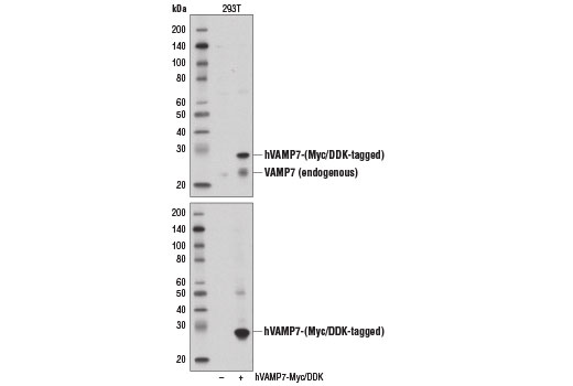 Western Blotting Image 1: VAMP7 Antibody