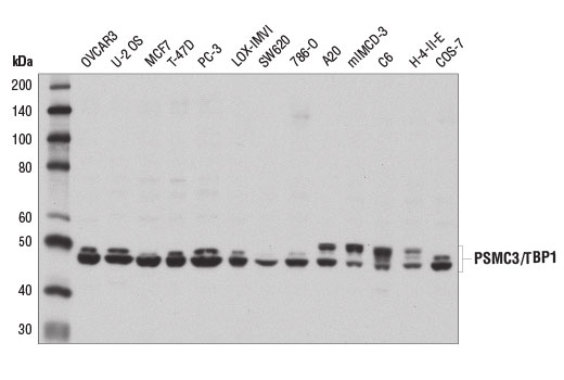 Western Blotting Image 1: PSMC3/TBP1 Antibody