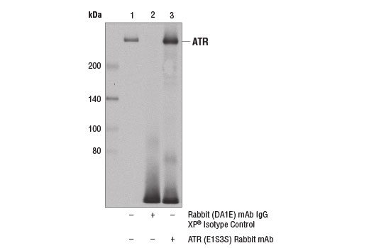 Immunoprecipitation Image 1: ATR (E1S3S) Rabbit mAb