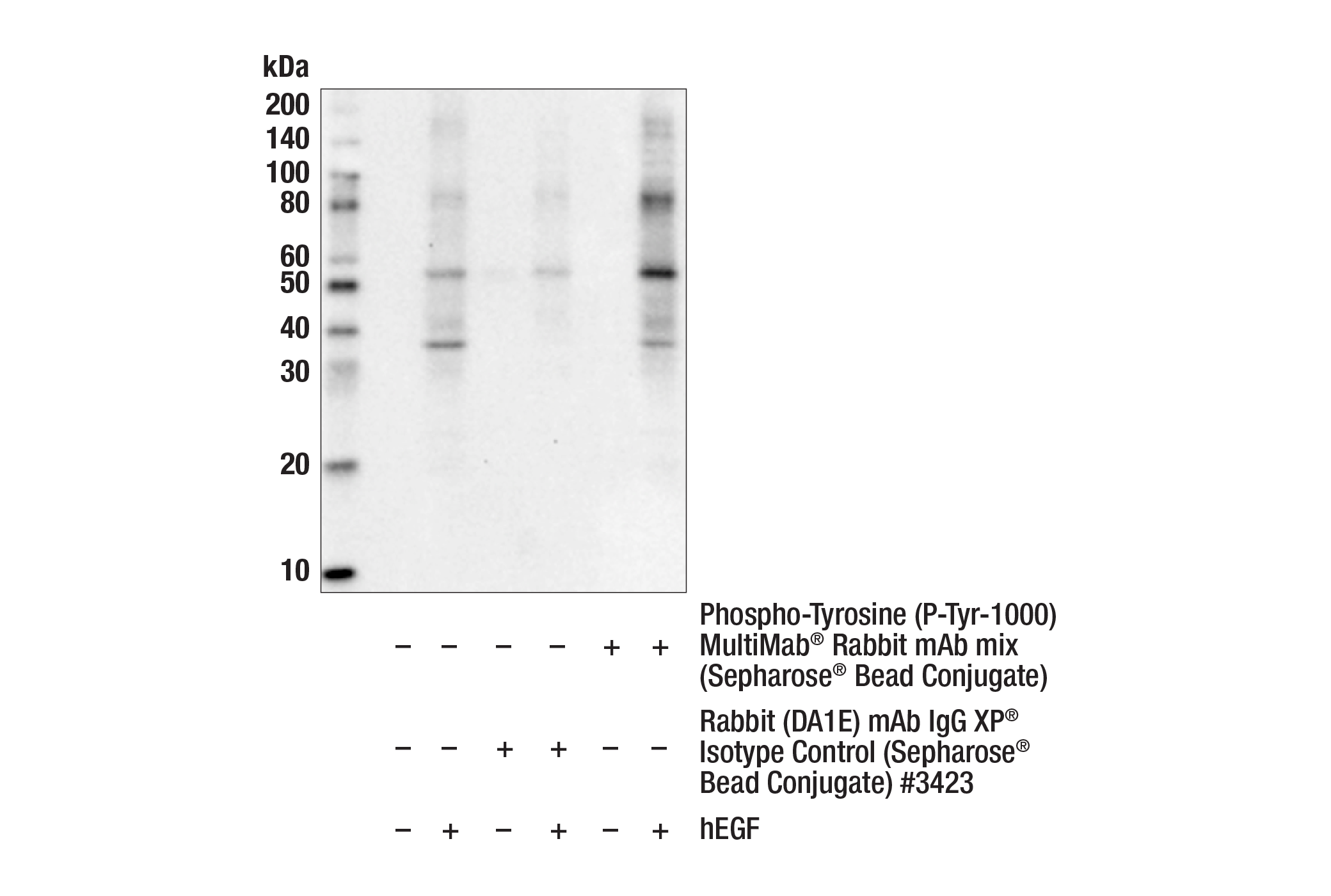 Immunoprecipitation Image 1: Phospho-Tyrosine (P-Tyr-1000) MultiMab® Rabbit mAb mix (Sepharose® Bead Conjugate)