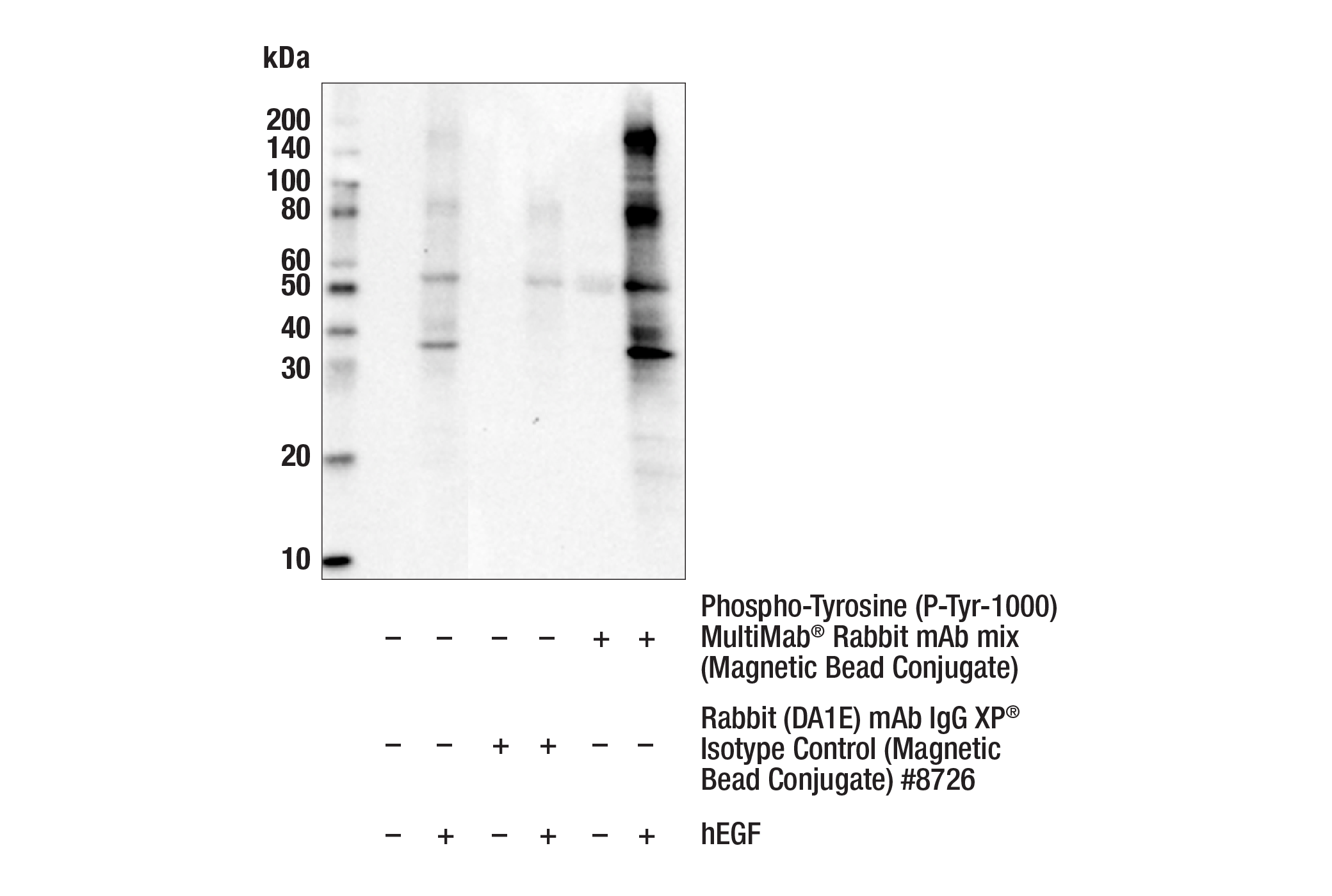 Immunoprecipitation Image 1: Phospho-Tyrosine (P-Tyr-1000) MultiMab® Rabbit mAb mix (Magnetic Bead Conjugate)