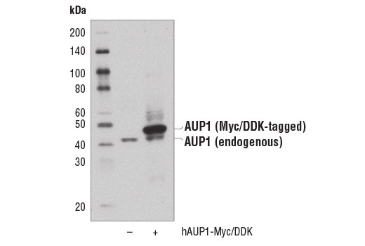 Western Blotting Image 2: AUP1 Antibody
