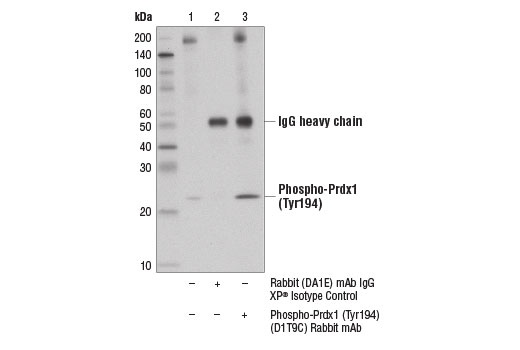 Immunoprecipitation Image 1: Phospho-Prdx1 (Tyr194) (D1T9C) Rabbit mAb