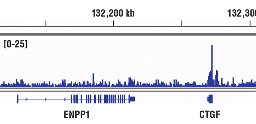  Image 53: Phospho-YAP/TAZ Antibody Sampler Kit