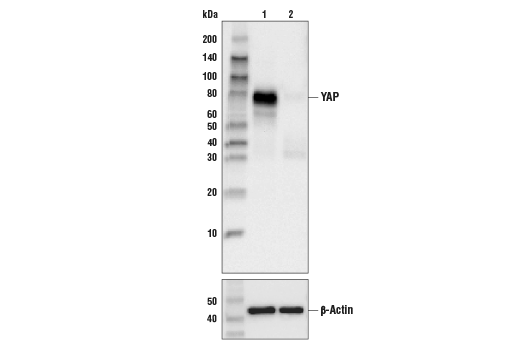  Image 6: PhosphoPlus® YAP (Ser109) Antibody Duet
