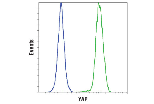  Image 1: PhosphoPlus® YAP (Ser109) Antibody Duet