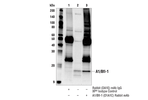Immunoprecipitation Image 1: A1/Bfl-1 (D1A1C) Rabbit mAb