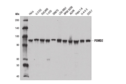 Western Blotting Image 1: PSMD2 Antibody