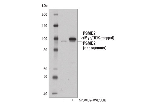 Western Blotting Image 2: PSMD2 Antibody